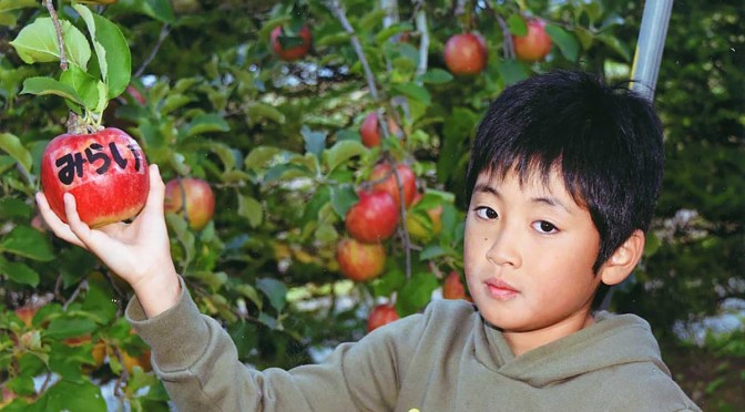ふるさとの児童に贈る名前入りのリンゴを収穫する遠藤快莉君