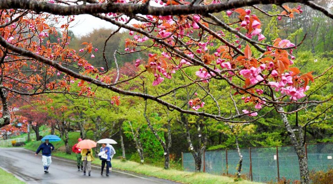 しっとりと雨に濡れ開花を待ちわびる八重桜の枝