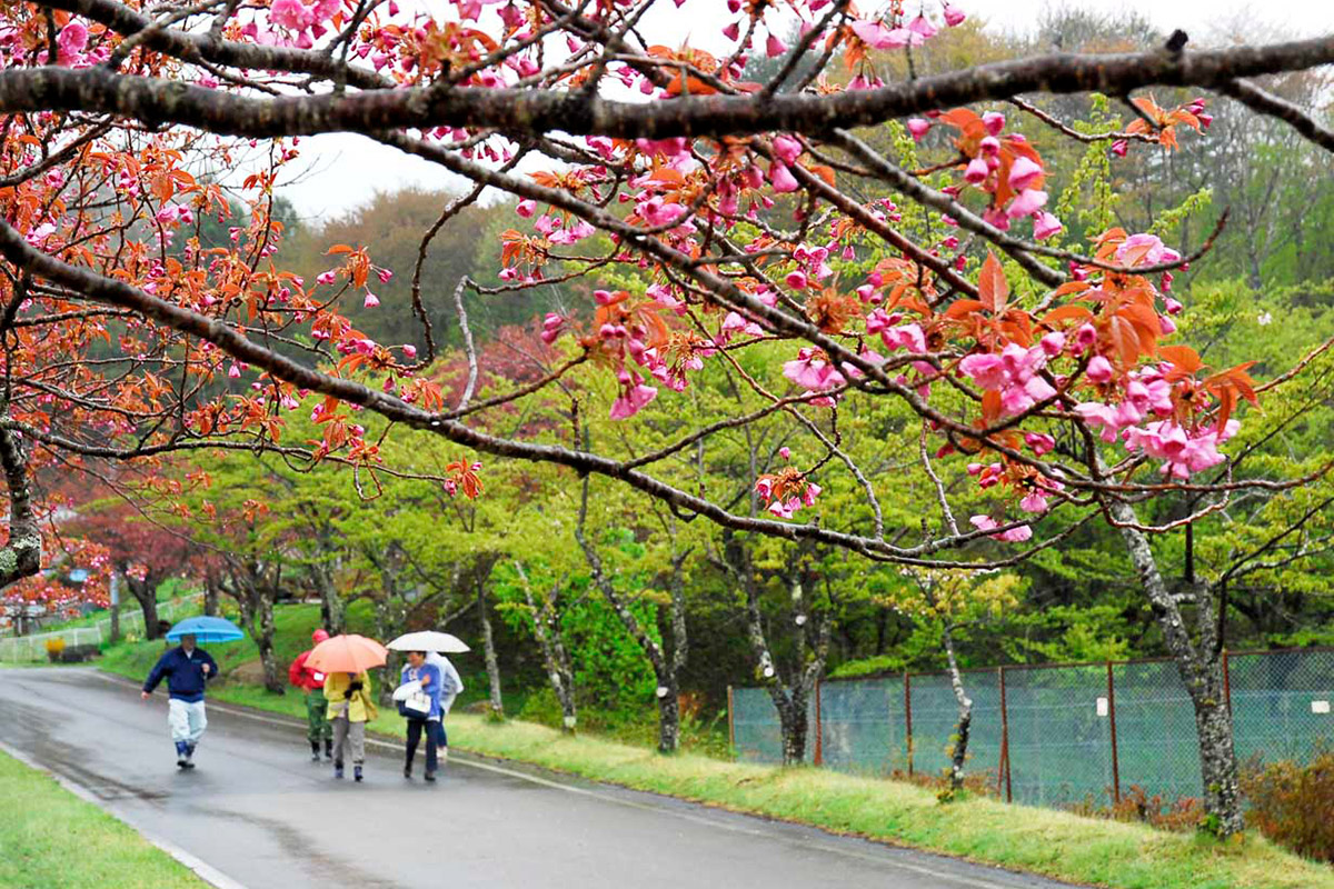 しっとりと雨に濡れ開花を待ちわびる八重桜の枝