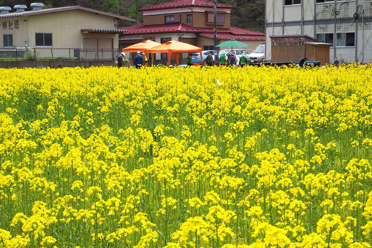 行き交う人の目を楽しませる鵜住居町の県道釜石遠野線沿いの菜の花