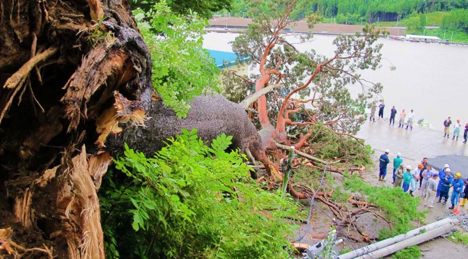 箱崎神社のアカマツの巨木が倒れ、停電と市道の通行止めを招いた＝９日昼