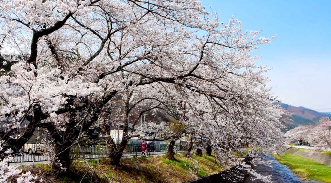 満開となった小川川河畔の桜並木＝11日、小川町の小川橋から撮影