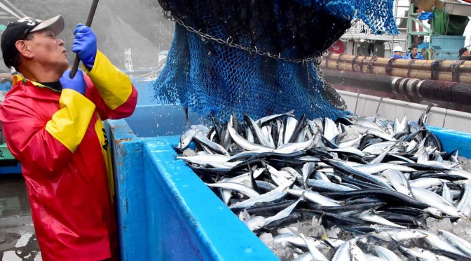 サンマの初水揚げに沸く釜石魚市場＝１日午前５時２０分