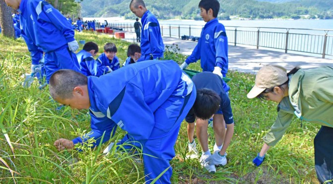 海浜植物の移植地で除草する釜石東中生