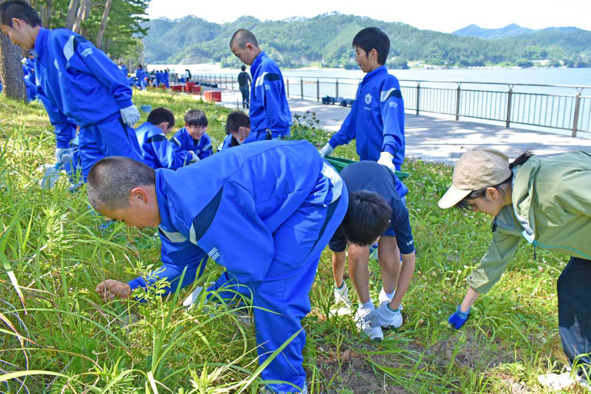 海浜植物の移植地で除草する釜石東中生