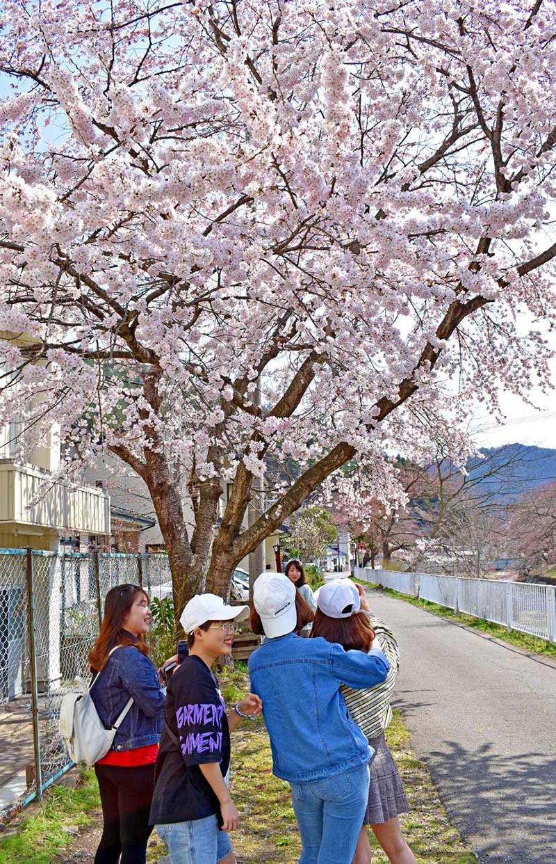 見ごろの桜を〝借景〟に、インスタ映えを工夫しながら撮影に夢中の女性グループ＝４日、小川町