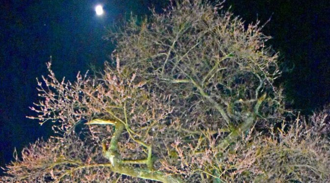 桜の巨木 夜空に映え、栗林町の天然記念物〜光の演出 年々進化、15日ごろまでライトアップ