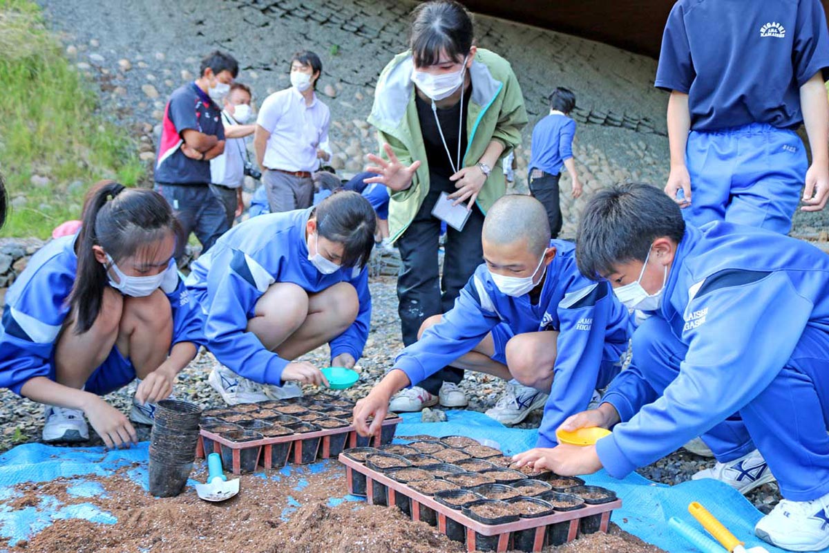 根浜に植える海浜植物の種をまく釜石東中の２年生