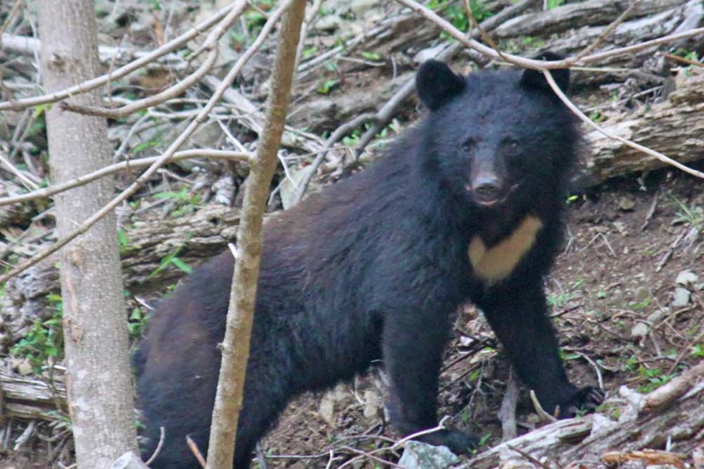 山の王者「クマ」パチリ〜観光ガイドの三浦さん、橋野町で | かまいし