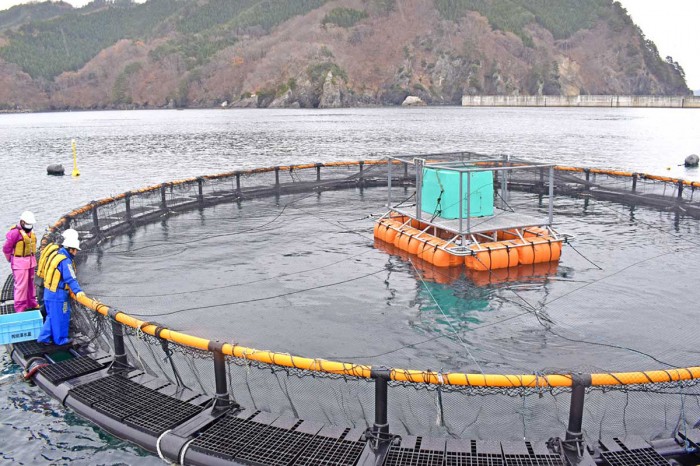 サクラマス 来年試験出荷へ、水産振興・経済効果に期待〜釜石市と岩手