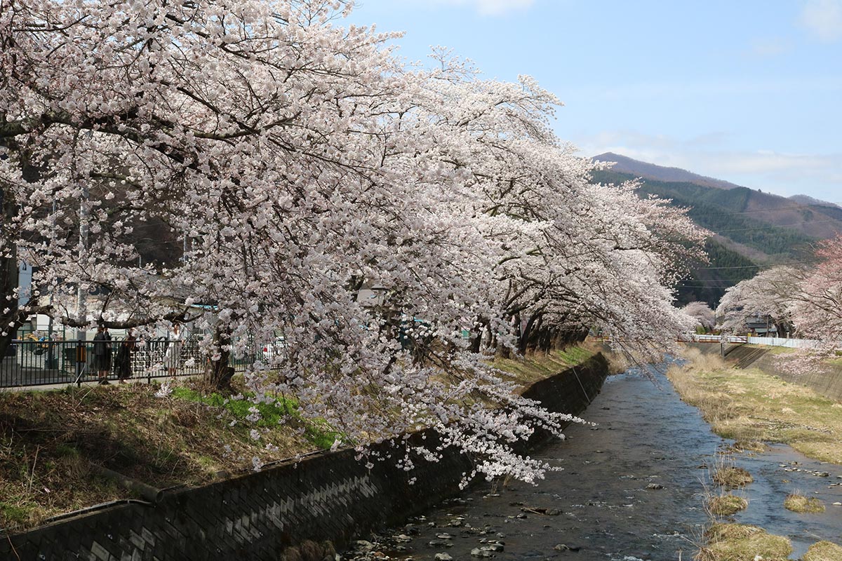 しだれ桜のように枝を垂れる小川川沿いの桜並木