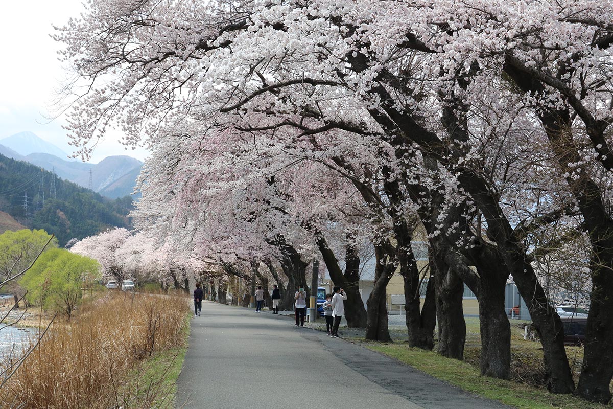 甲子川沿いの桜並木の下は格好の散歩コース＝甲子町松倉