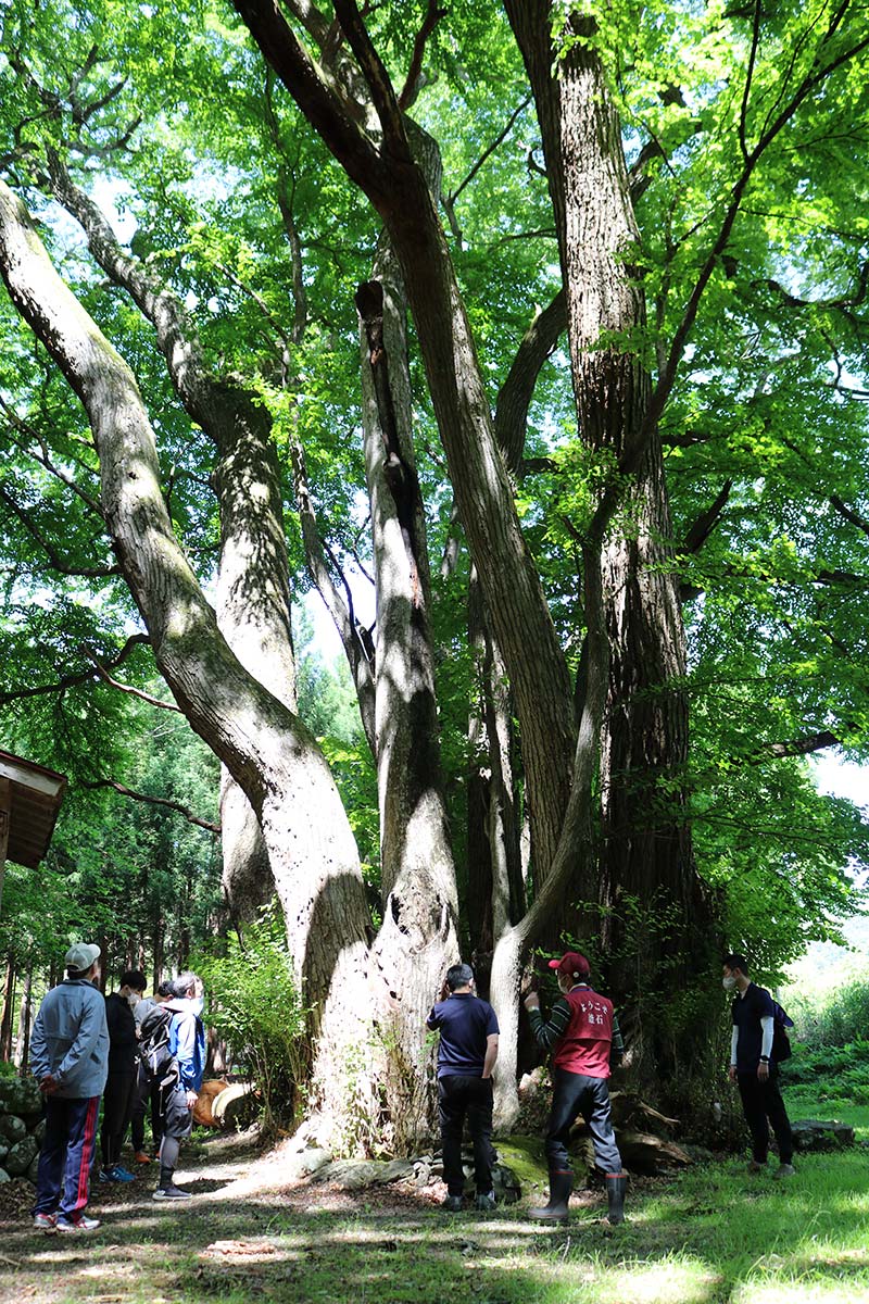 栗林町に自生する釜石市指定文化財（１９７３年指定）の巨木「明神かつら」