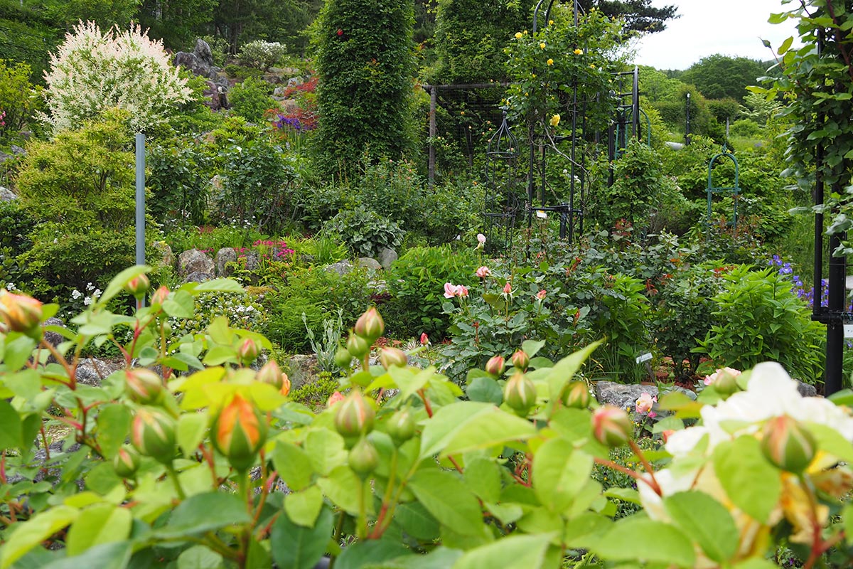 バラと草花の競演を楽しむことができるイングリッシュガーデン風の庭