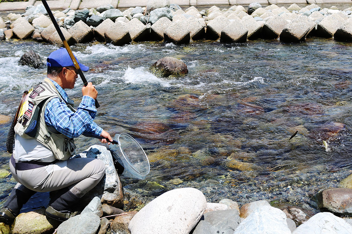 盛岡市の釣り名人も甲子川のアユ釣りを満喫