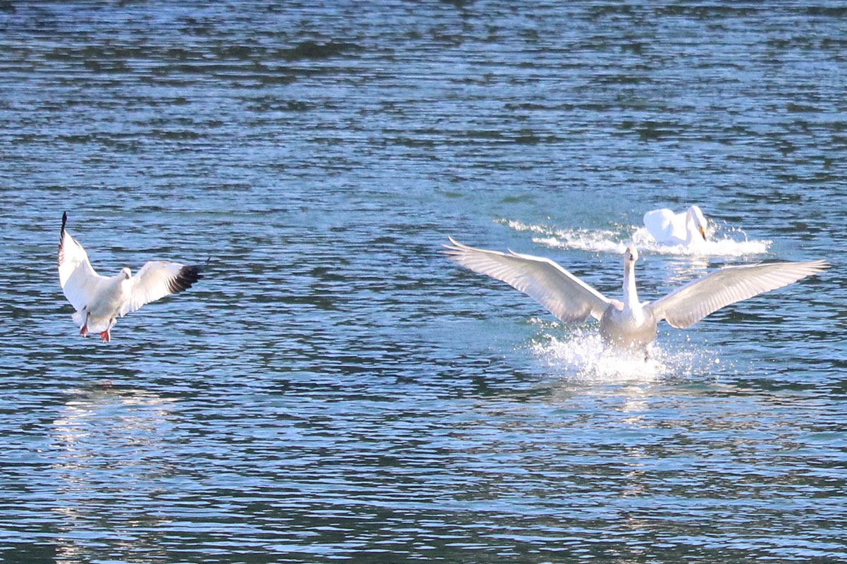 鵜住居川でオオハクチョウと行動を共にしていたハクガン（左）。翼の先端が黒いのが特徴