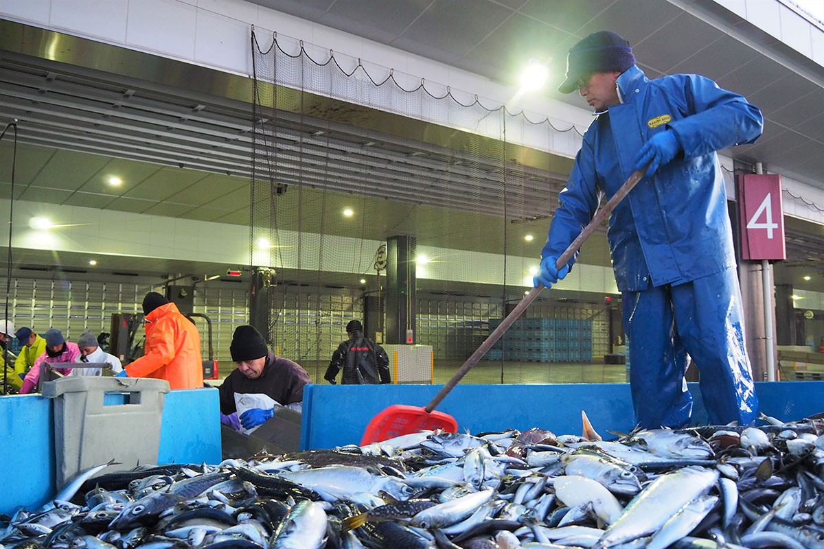 釜石市魚市場に初水揚げする定置網漁船の乗組員ら