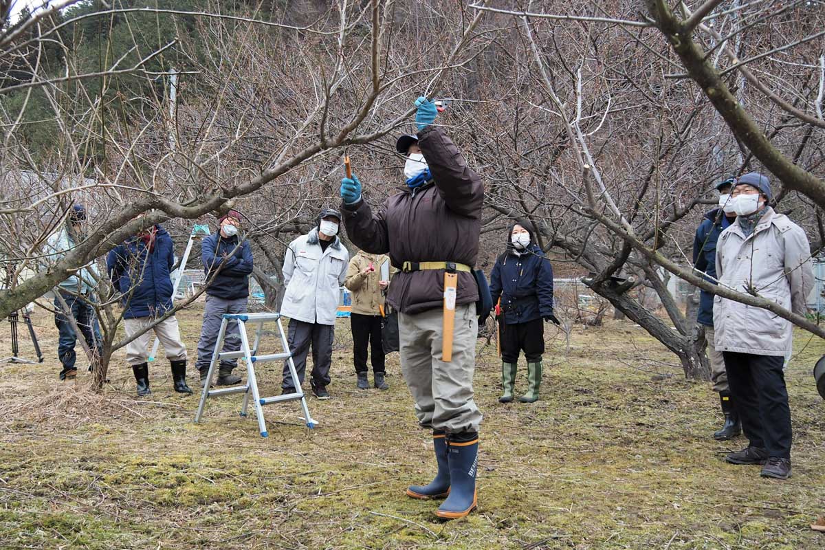 ウメの木の剪定を学ぶ参加者＝釜石市片岸町で