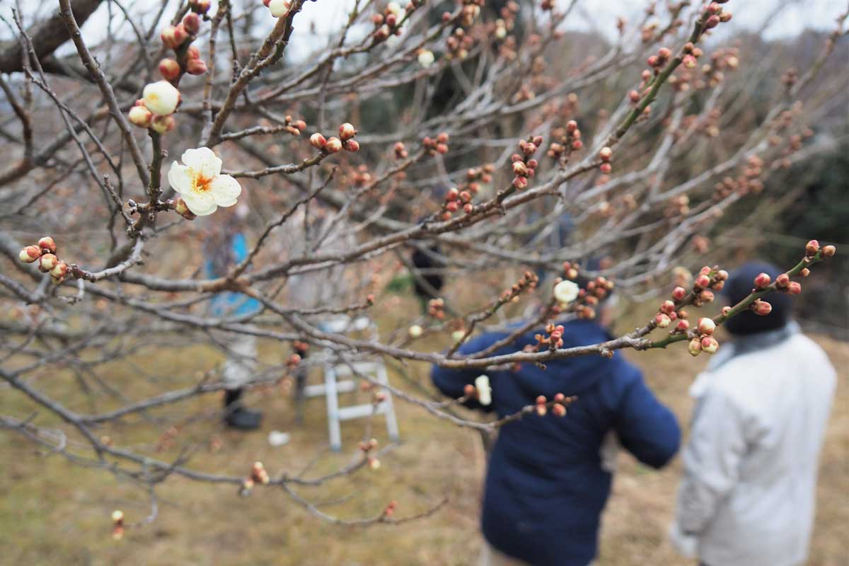 ほころび始めた可憐な白い花に会員は意欲を高める＝釜石市片岸町で