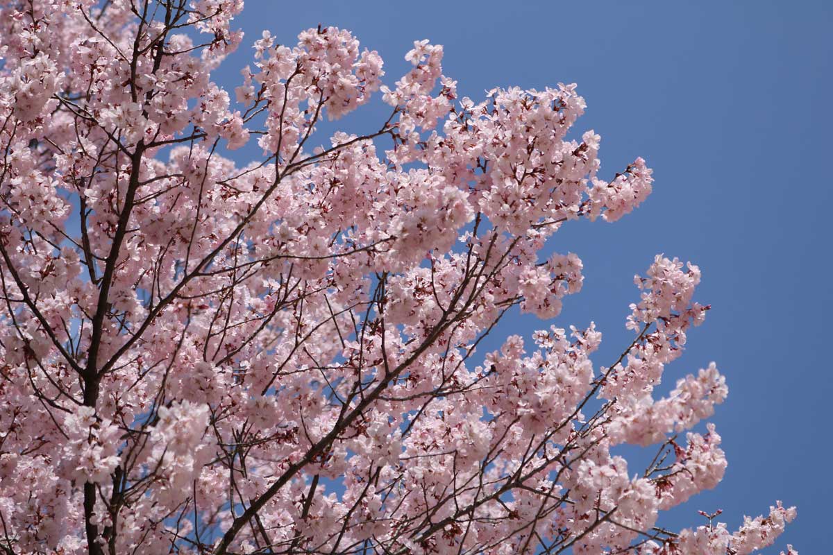 １１日、異例の暑さで満開になった桜も＝釜石市野田町、野田中央公園