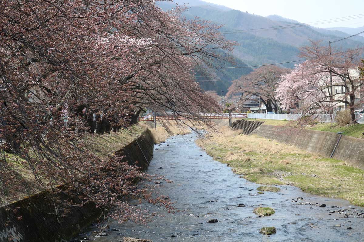 小川川下流域の桜並木は咲き始め＝１１日午後