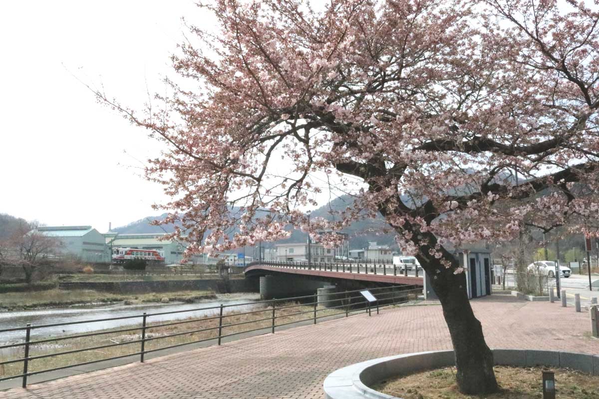 大渡町、橋詰広場の津波に耐えた一本桜。趣のある樹形が目を引く 