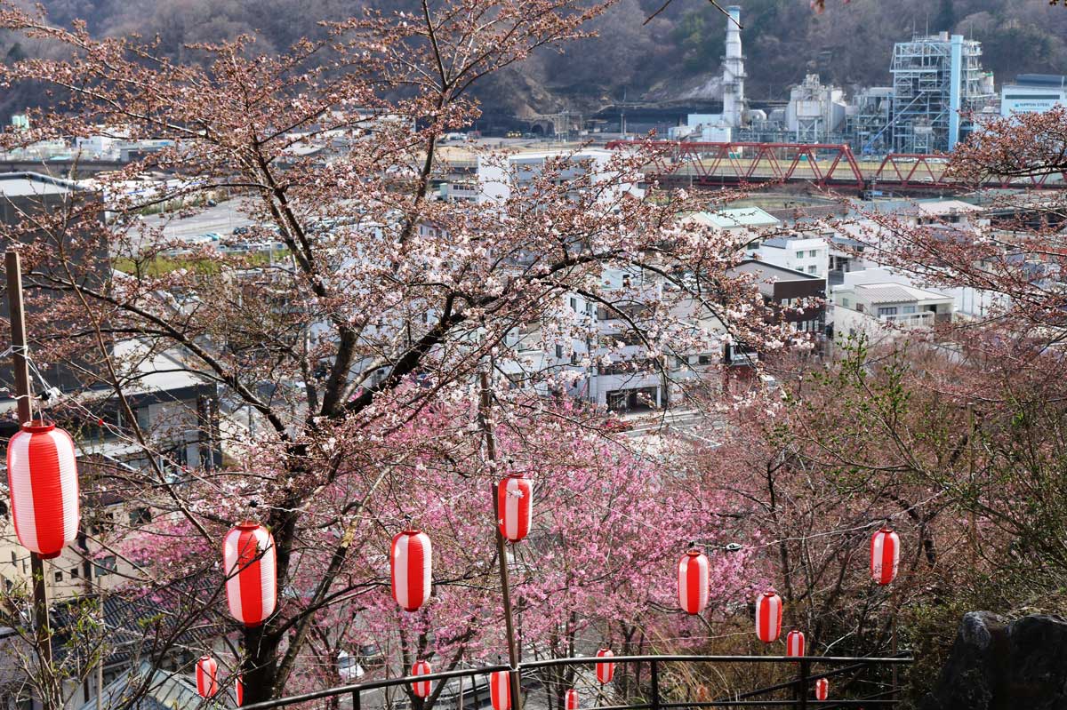 大町、薬師公園頂上広場から見下ろす遊歩道の桜