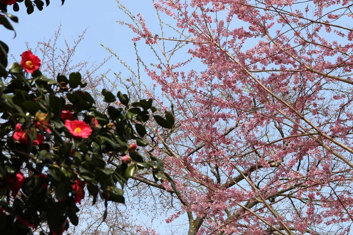 赤とピンクの競演！青空に映える花々が美しい