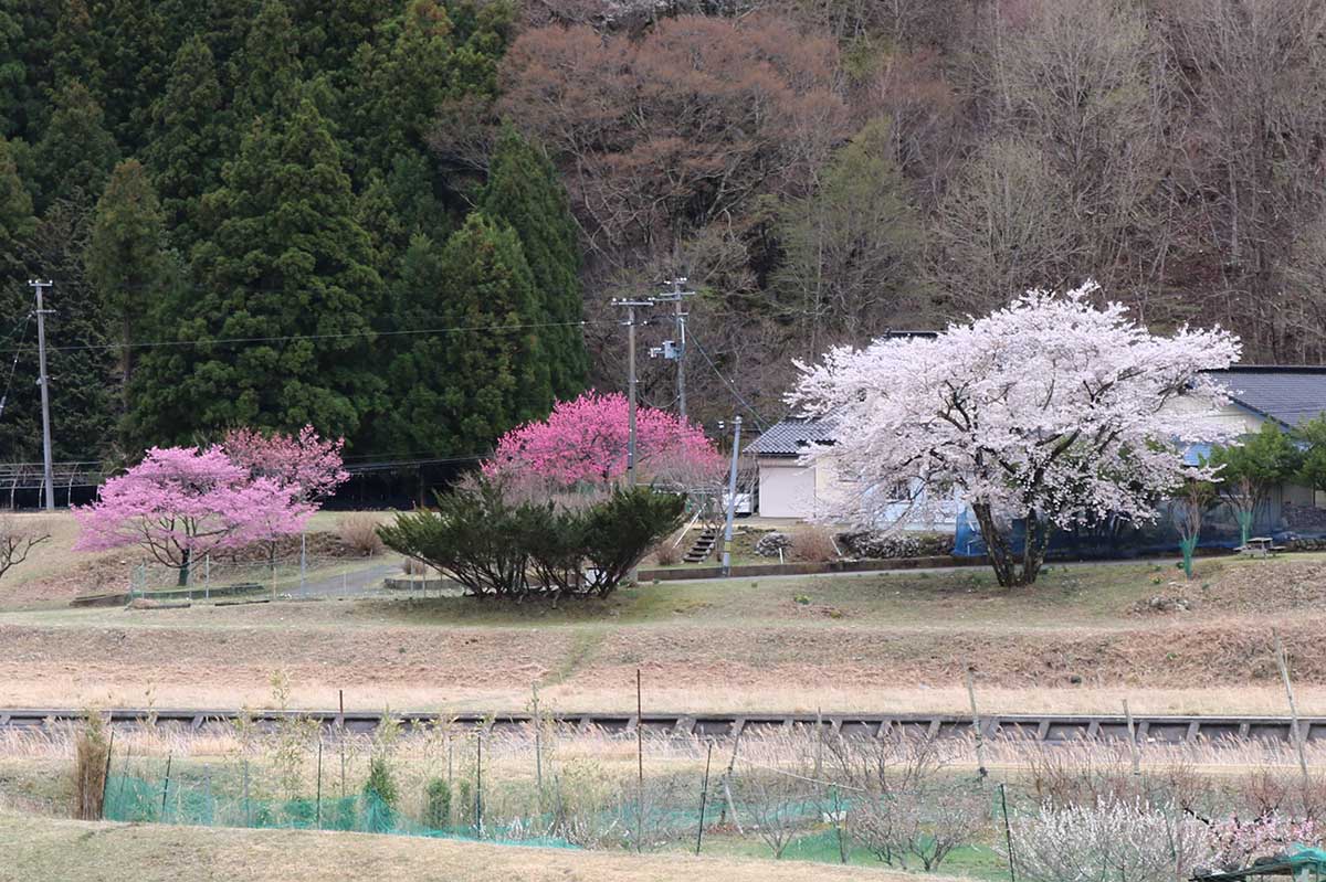 県道釜石遠野線から見た藤原さん方のサクラとハナモモ（中央）の木
