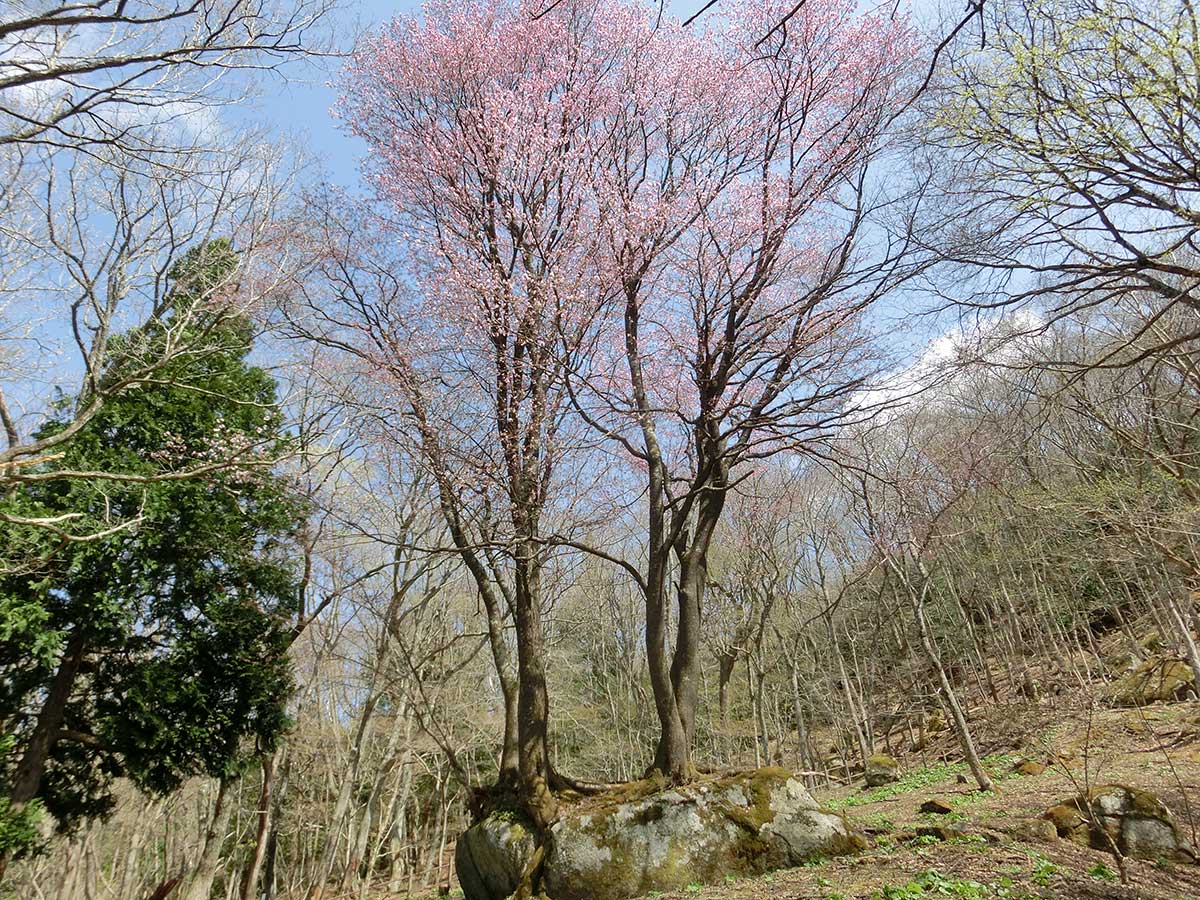 青空に映える石割桜＝三浦勉さん２５日午後撮影