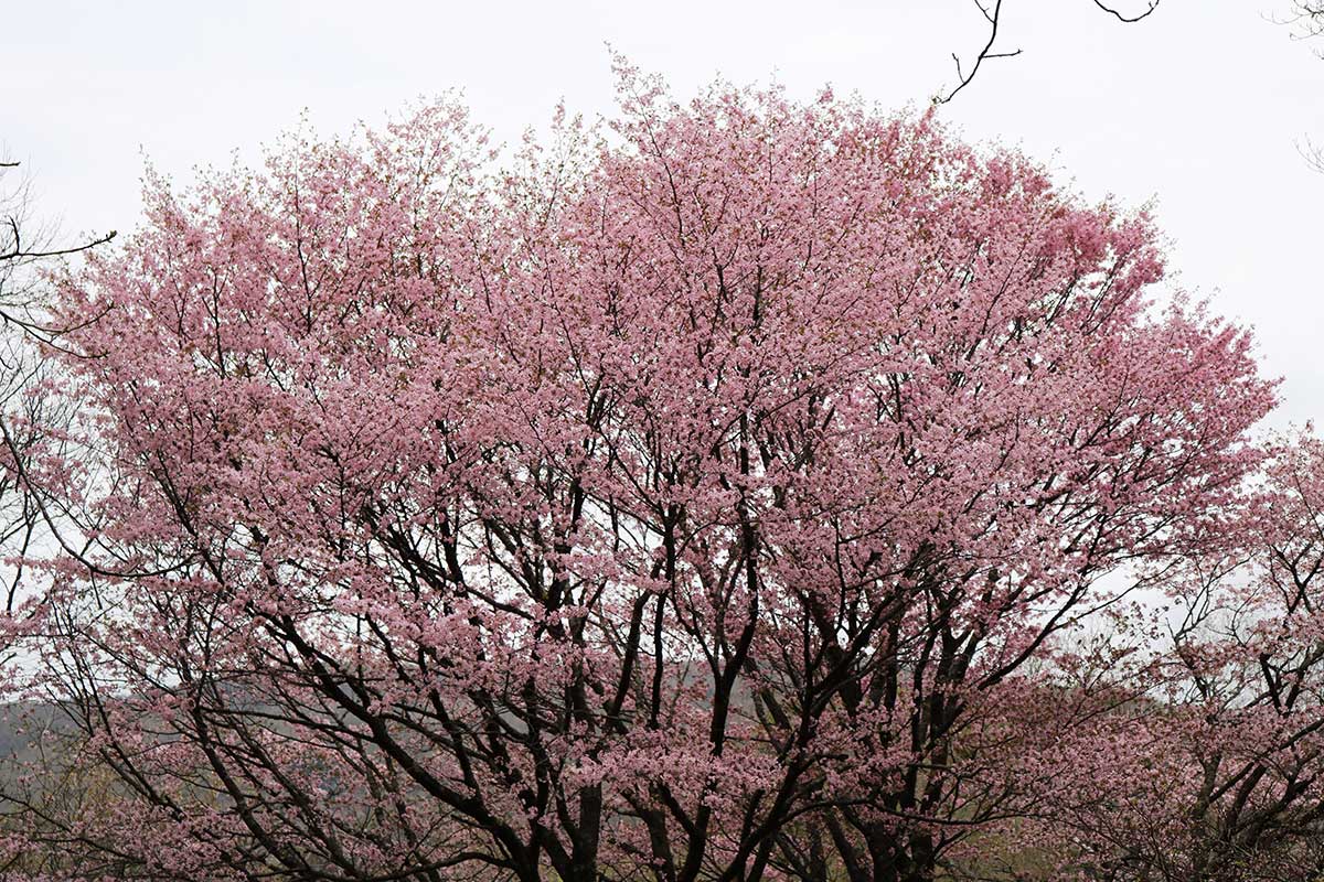 ボリューム満点のピンク色の花が美しい枝上部