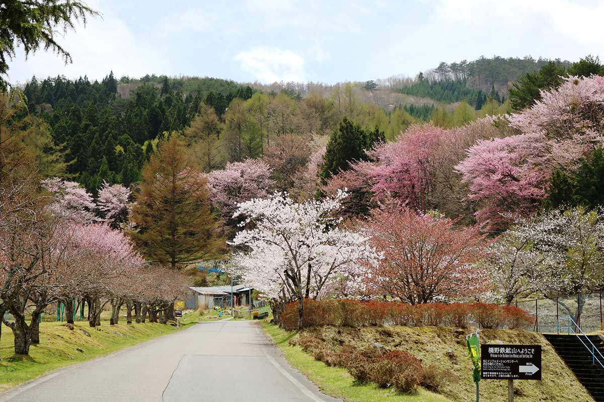 周辺のヤマザクラも満開。写真左の八重桜並木はつぼみ状態＝２７日