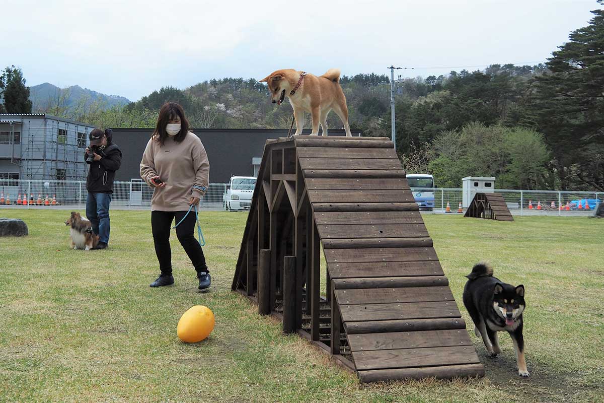 犬たちは木製の遊具や腰掛け用の石、ボールなどに興味津々