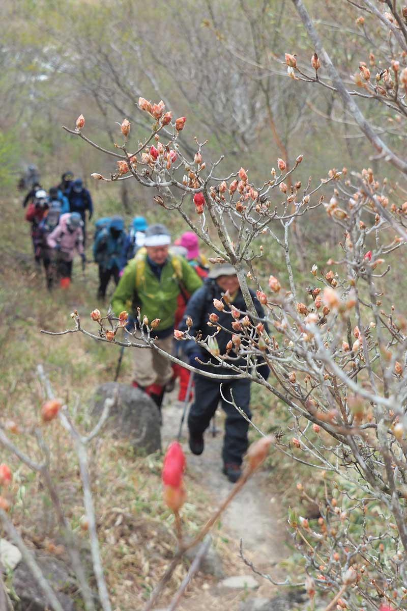 赤坂峠登山口近くに自生するツツジはつぼみ状態。まもなく開花し登山者を出迎える
