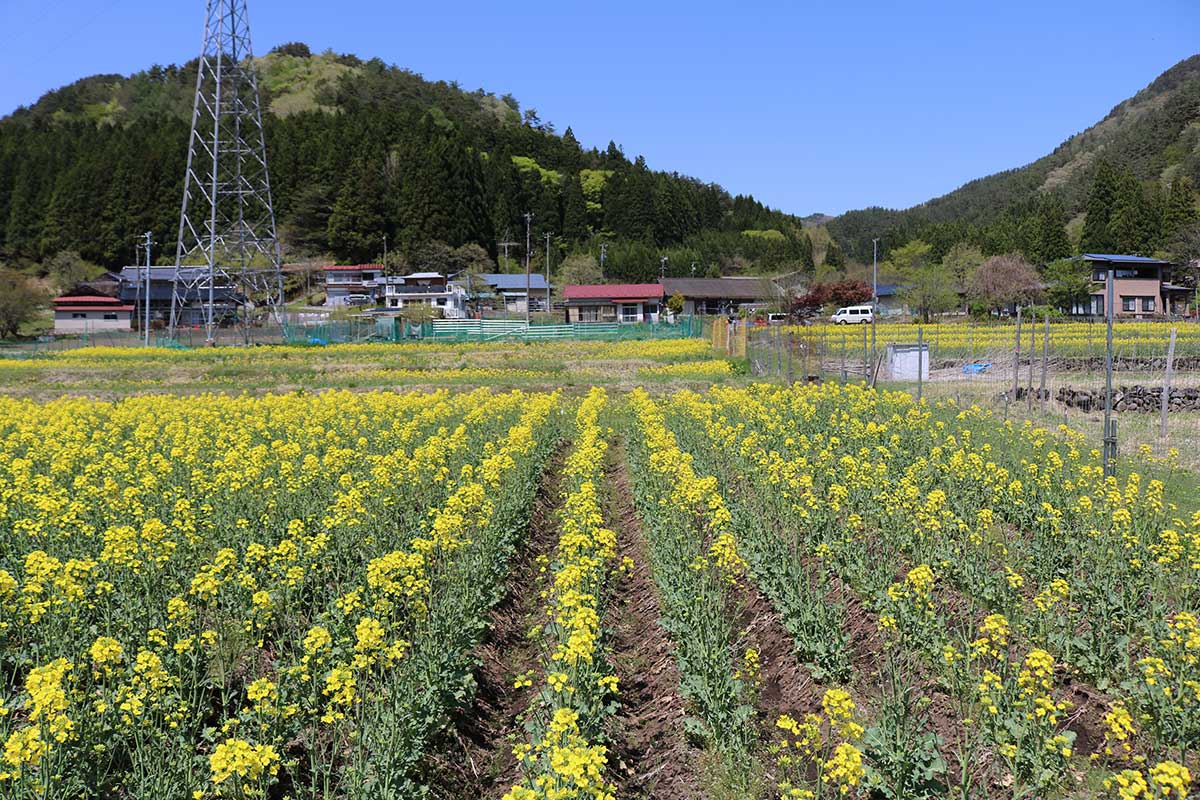 県道釜石遠野線側から臨む菜の花畑