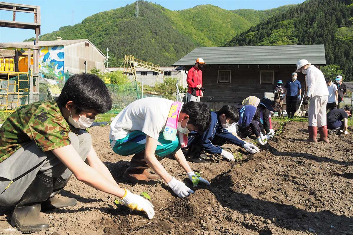 釜石高定時制の農業体験がスタート。サツマイモの苗などを植え付けた