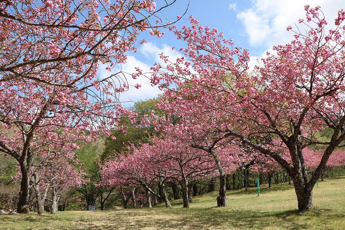 橋野鉄鉱山に通じる道路沿いの緑地で咲き誇る八重桜＝７日