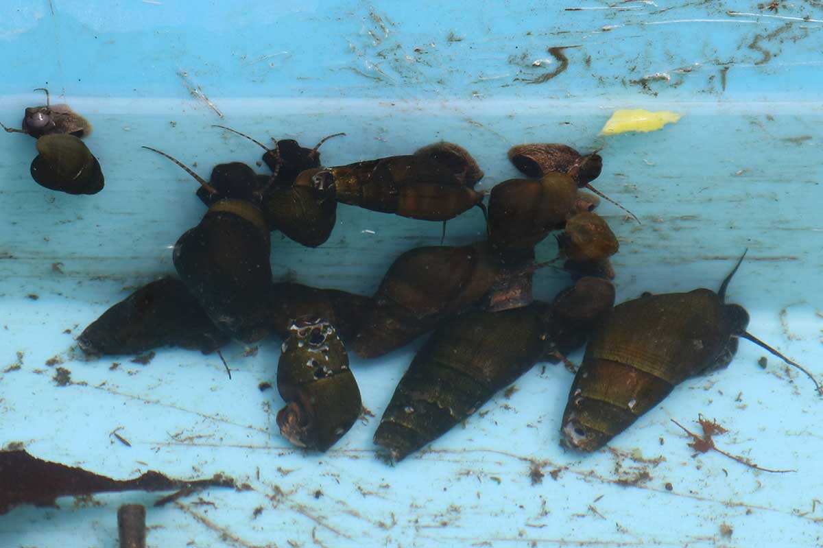 ゲンジボタルの幼虫が食べる巻き貝「カワニナ」
