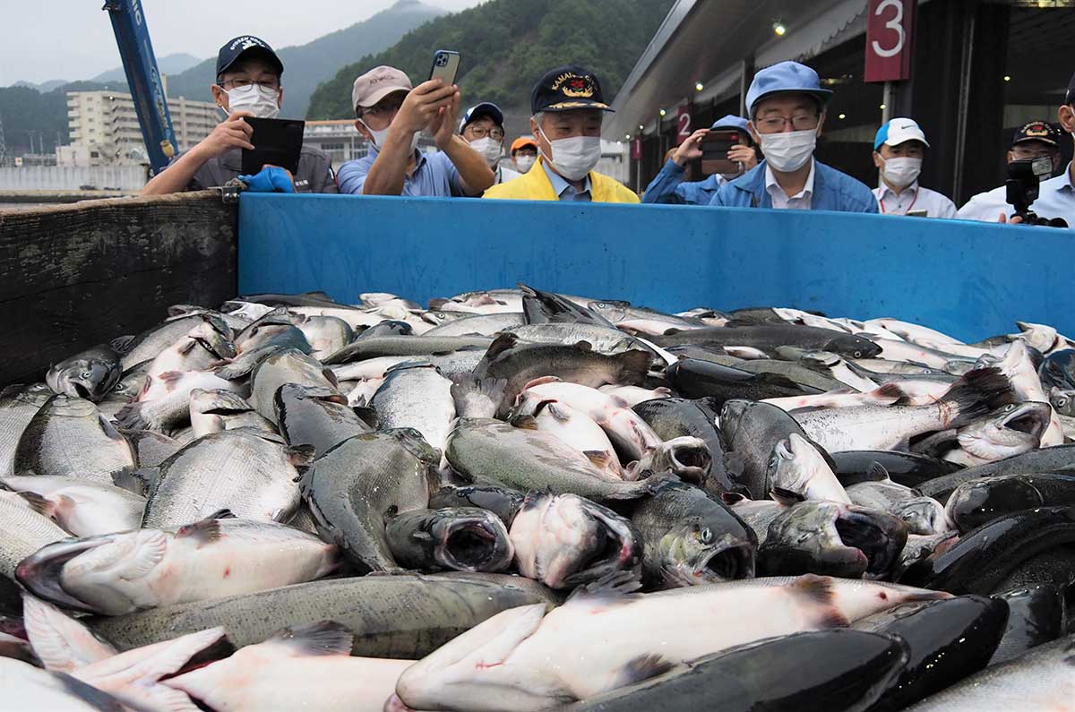 釜石市魚市場に今年初めて水揚げされた養殖サクラマス
