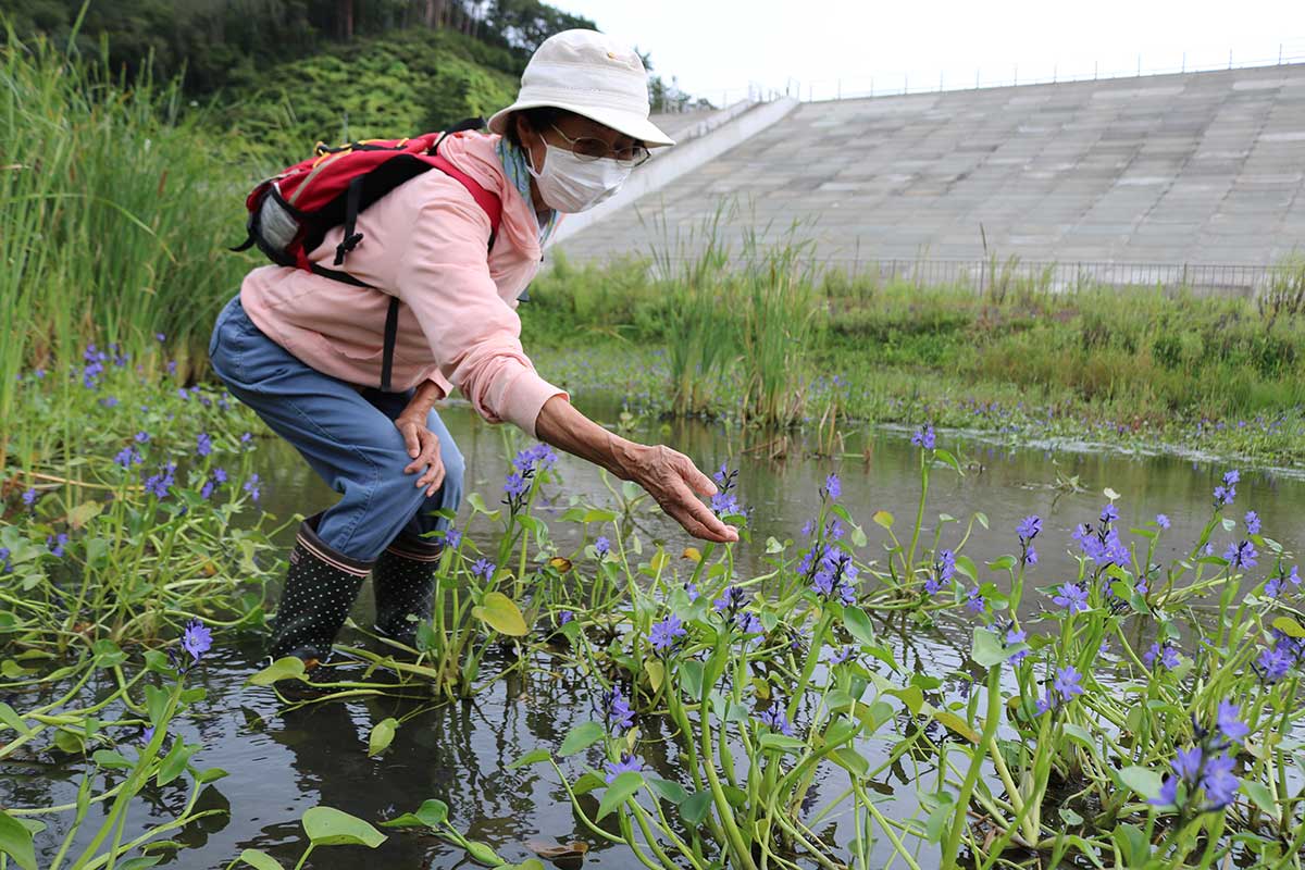 遊水池で自然発芽したミズアオイを愛でる「かまいし環境ネットワーク」の加藤直子代表 