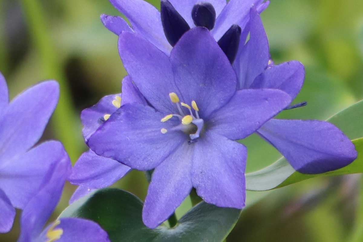 青紫色の花被片は６枚。黄色の雄しべとのコントラストが美しい