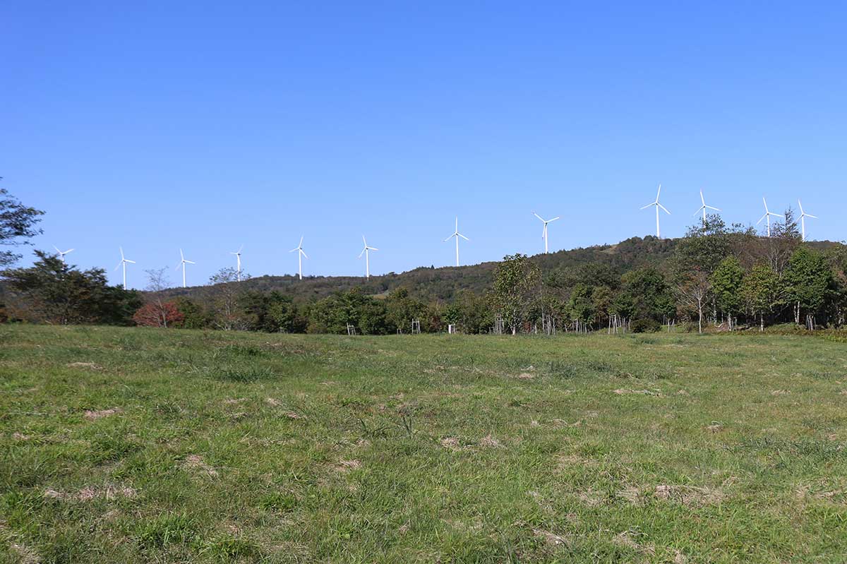 サクラとツツジが植えられた平原から望む風力発電用の風車
