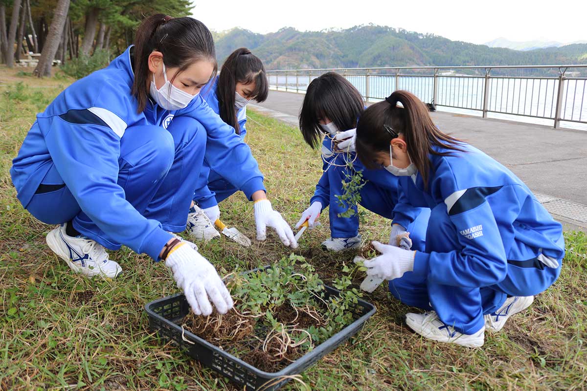 釜石東中２年生による海浜植物の移植作業＝根浜