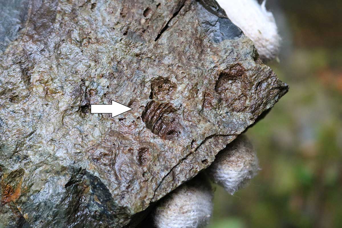 礫岩の中に見られる「ウミユリ」の化石（２０年の観察会で発見）
