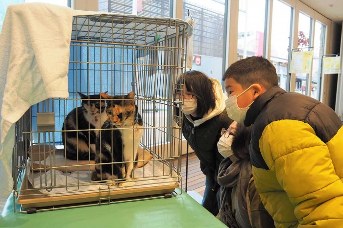 保護猫飼い主探しで連携 釜石の保健所と動物愛護団体 譲渡会で適正飼育の啓発も かまいし情報ポータルサイト 縁とらんす