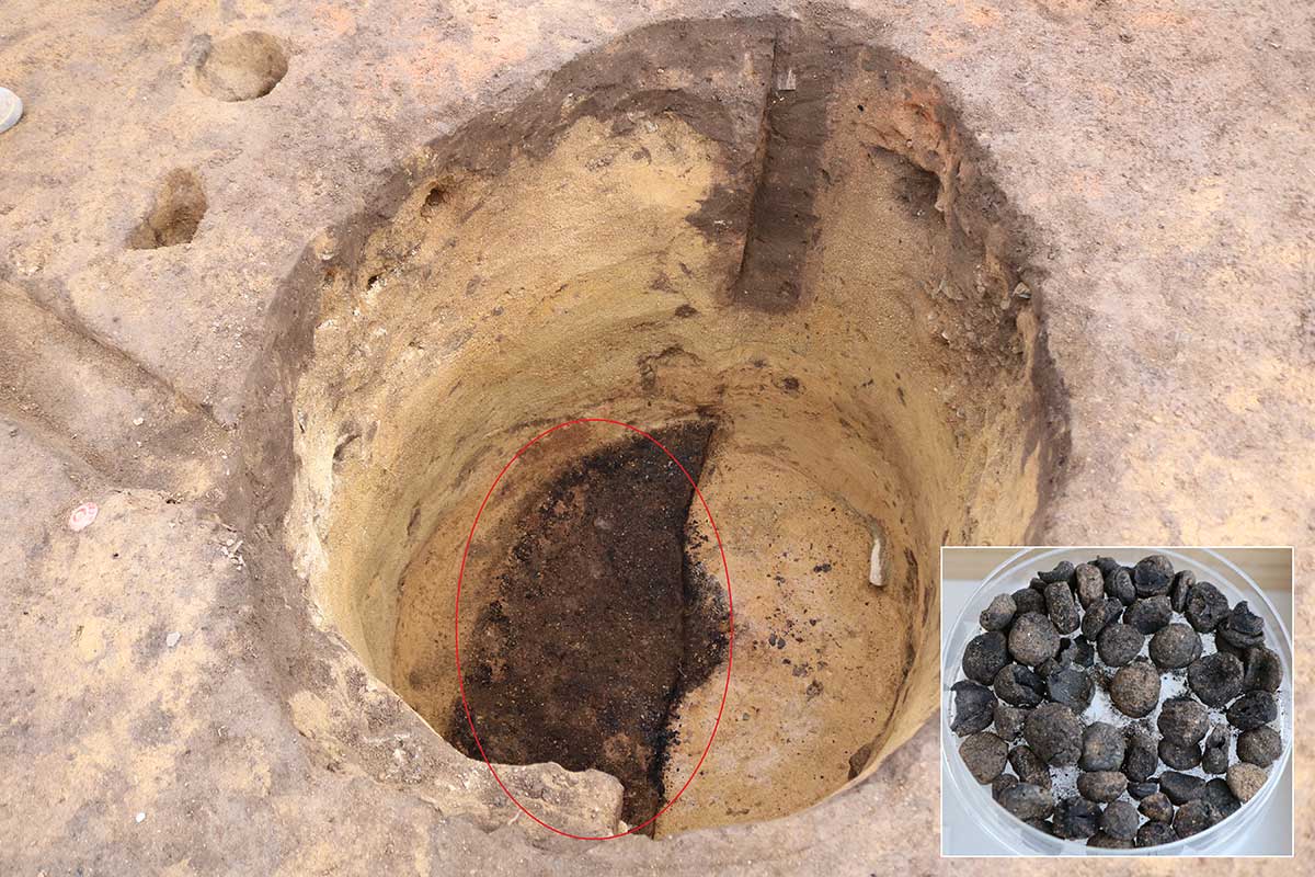 底に炭化したクリが見つかった（赤丸部分）貯蔵穴。形がはっきり残る縄文時代のクリ（右下）