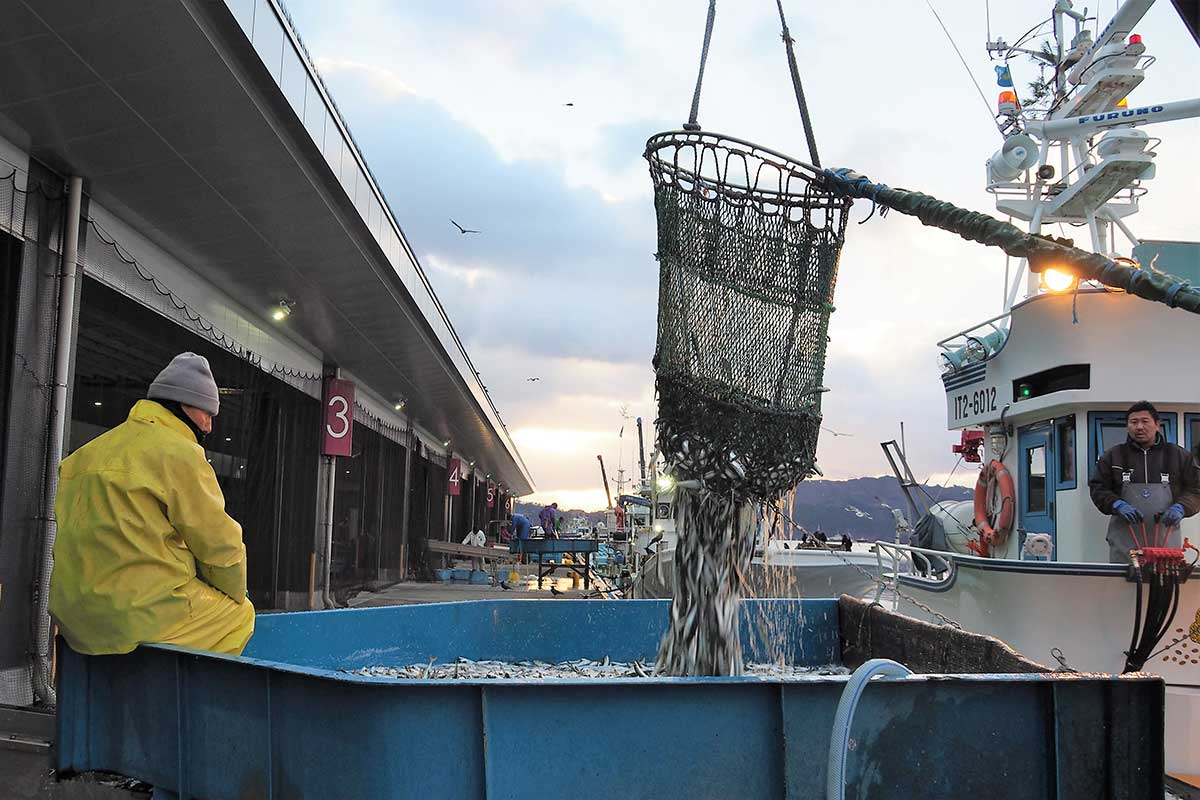 釜石市魚市場に水揚げする定置網漁船の乗組員ら