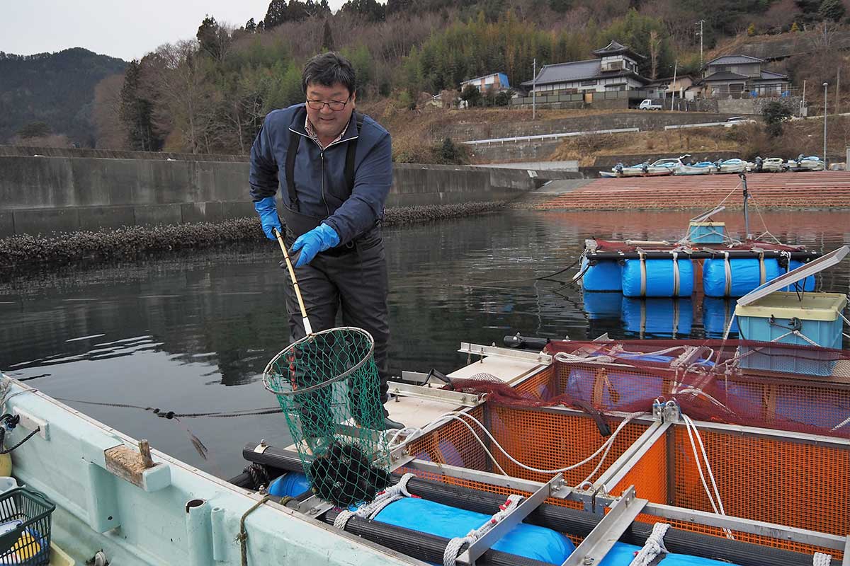 釜石・唐丹町の小白浜漁港で畜養されているウニの水揚げ作業