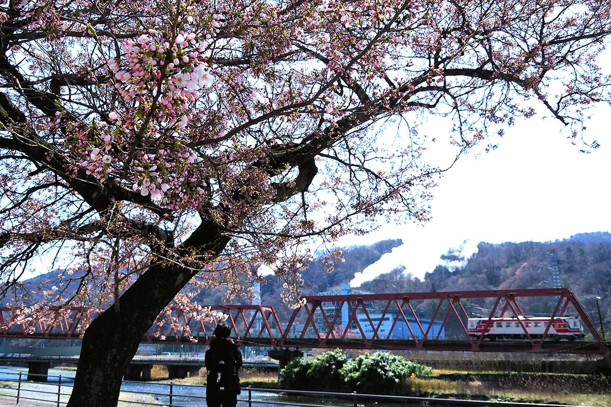 咲きほころぶ一本桜。釜石風景を春色に染める＝3日、大渡町橋詰広場