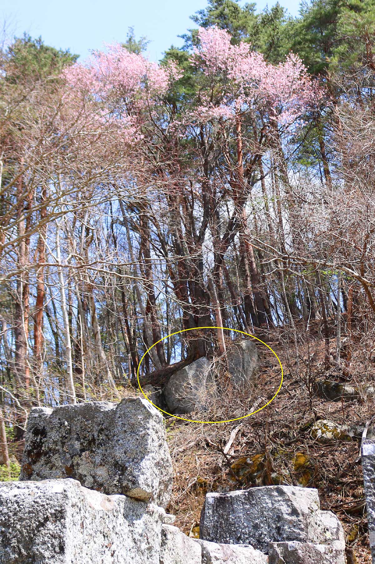 二番高炉東側の山の急斜面にも石割桜が…。花からたどると根元部分に花こう岩が見える（黄丸部分）。手前は二番高炉の石組み